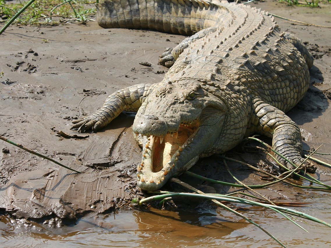 Crocodile