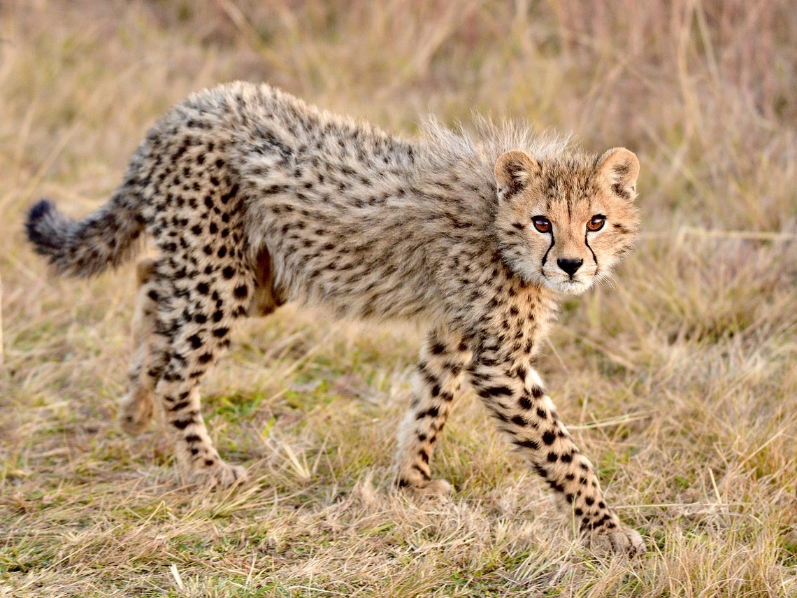 Cheetah