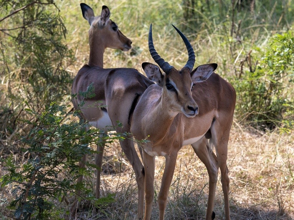 Impala