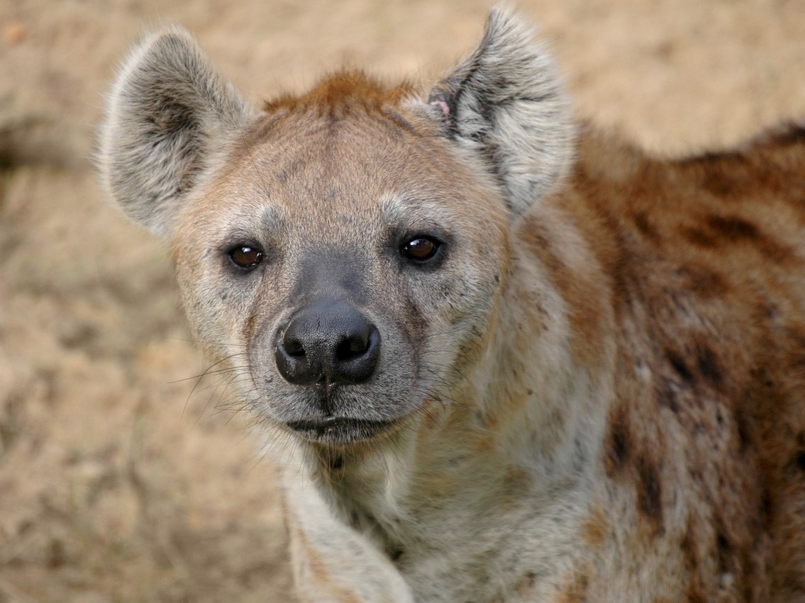 Hyena